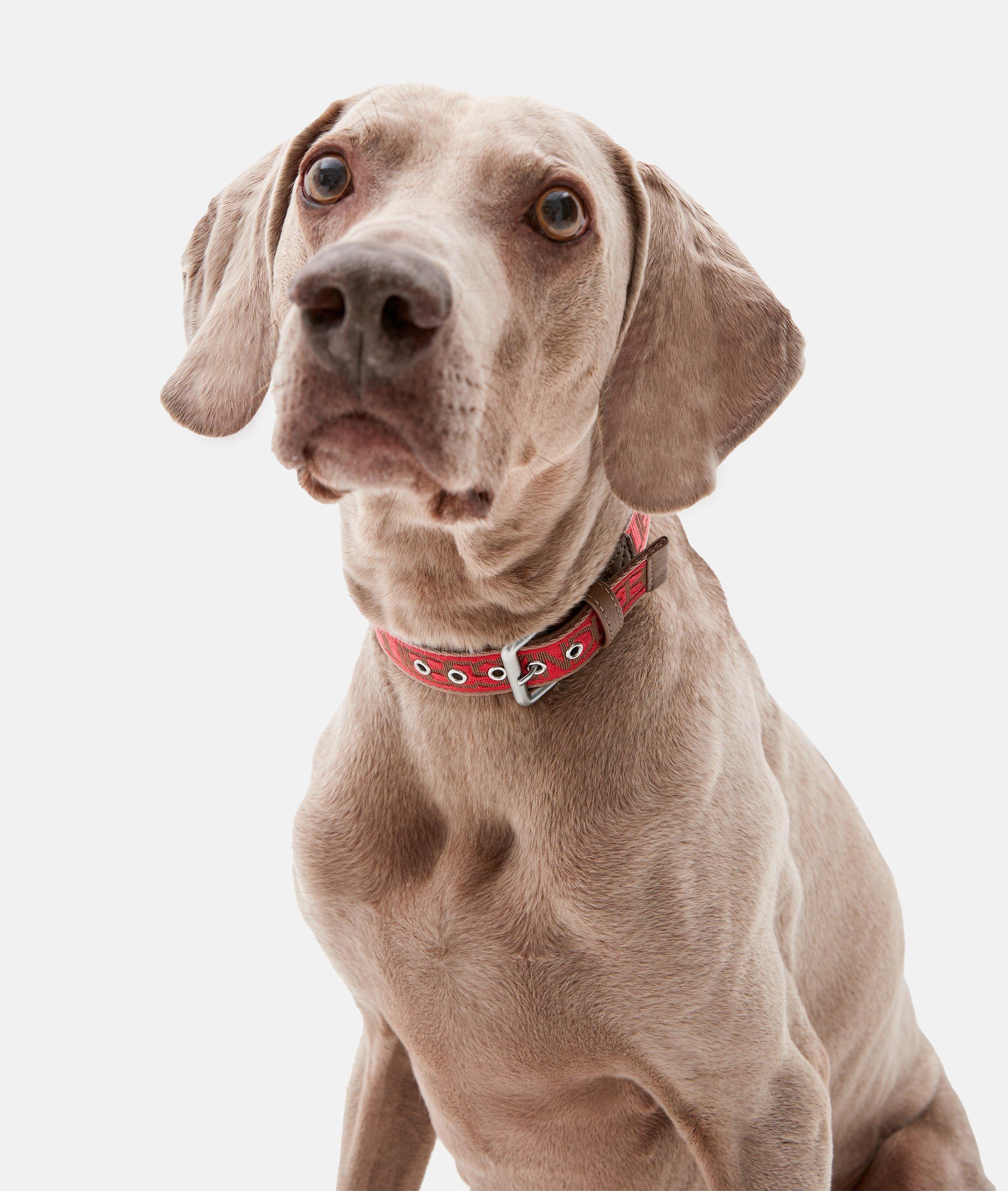 Hundehalsband