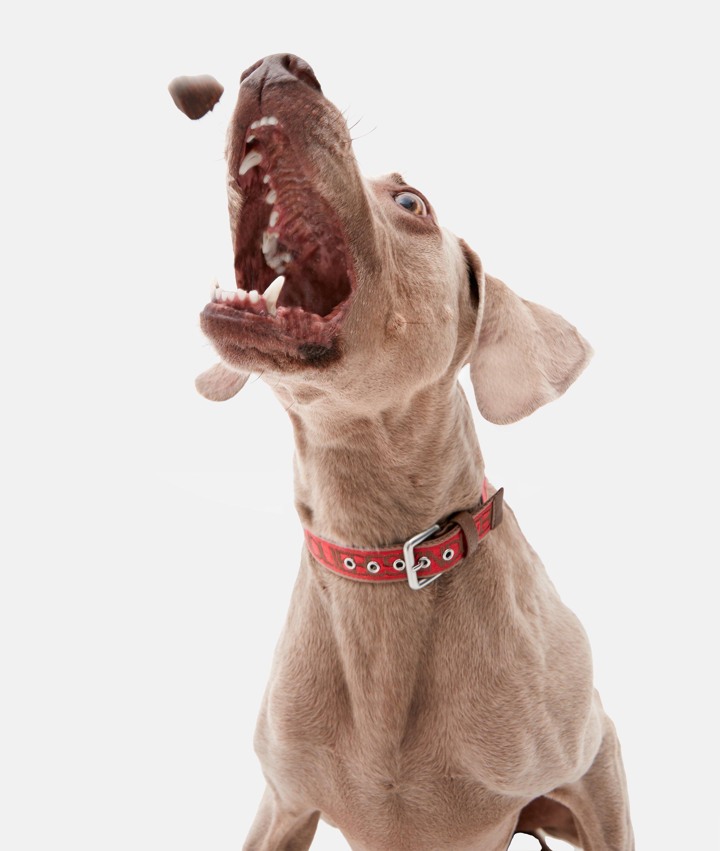Hundehalsband