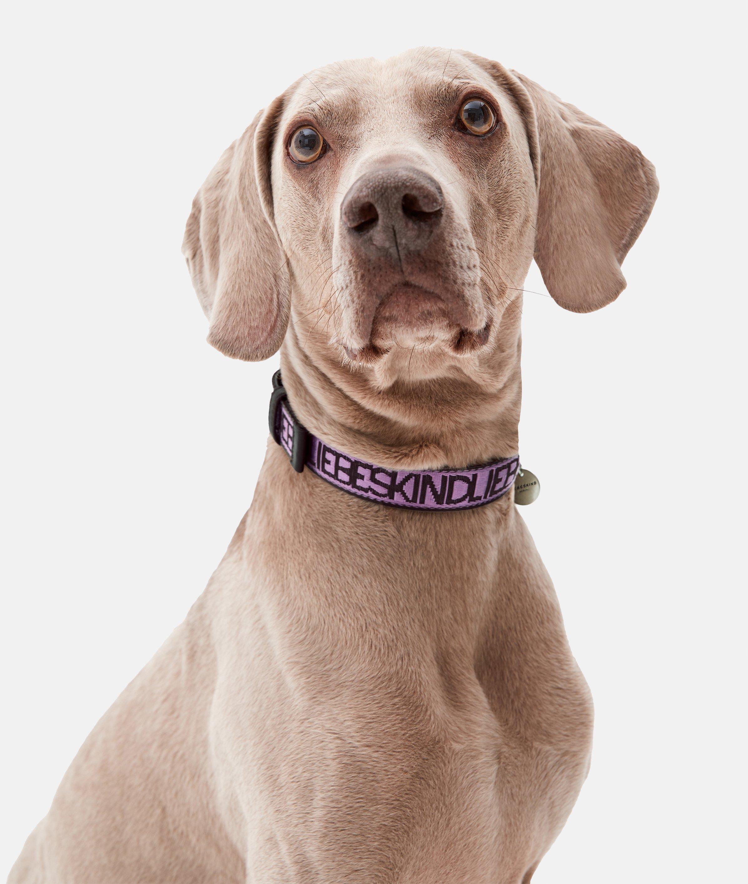 Collier pour chien
