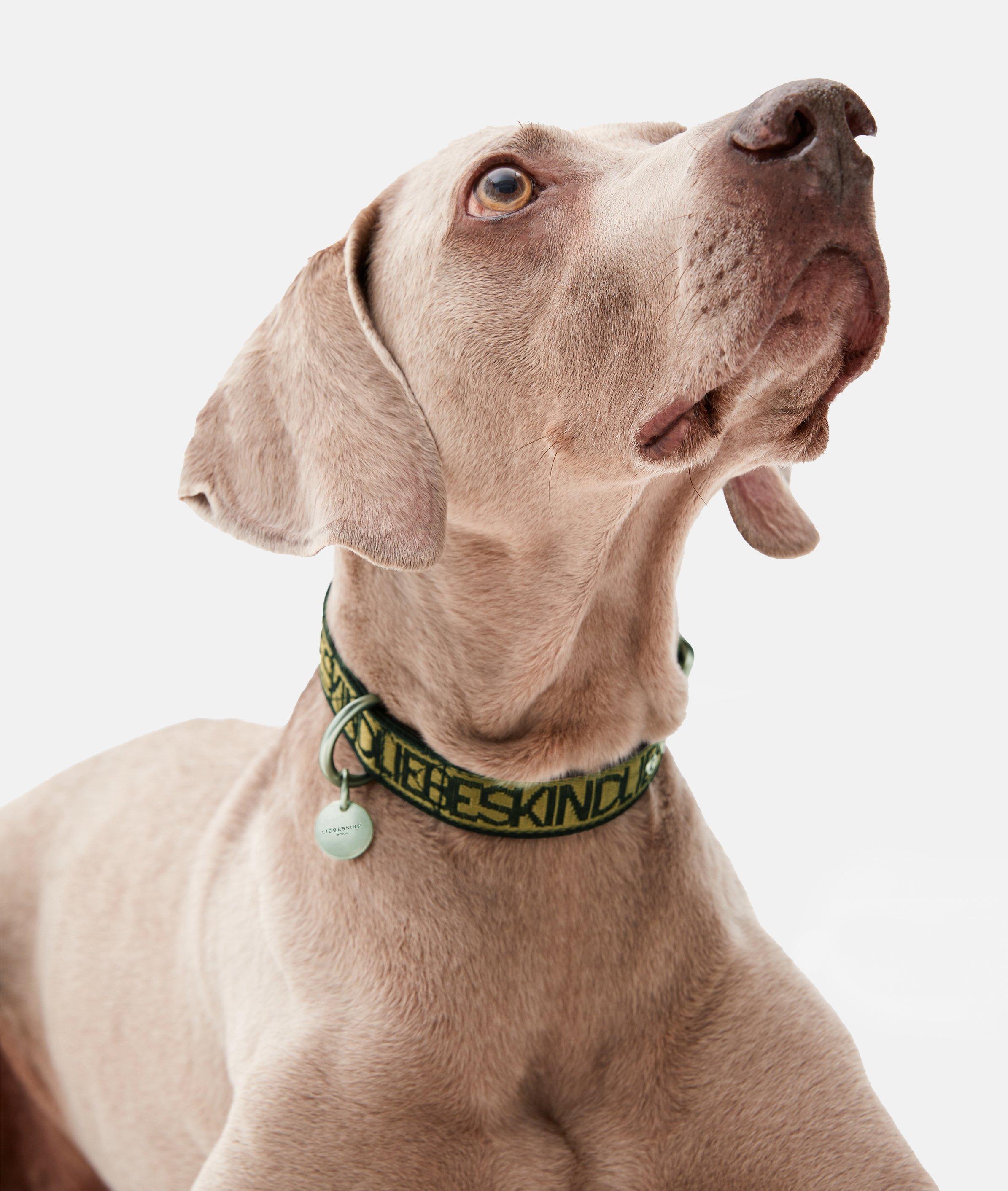 Collier pour chien